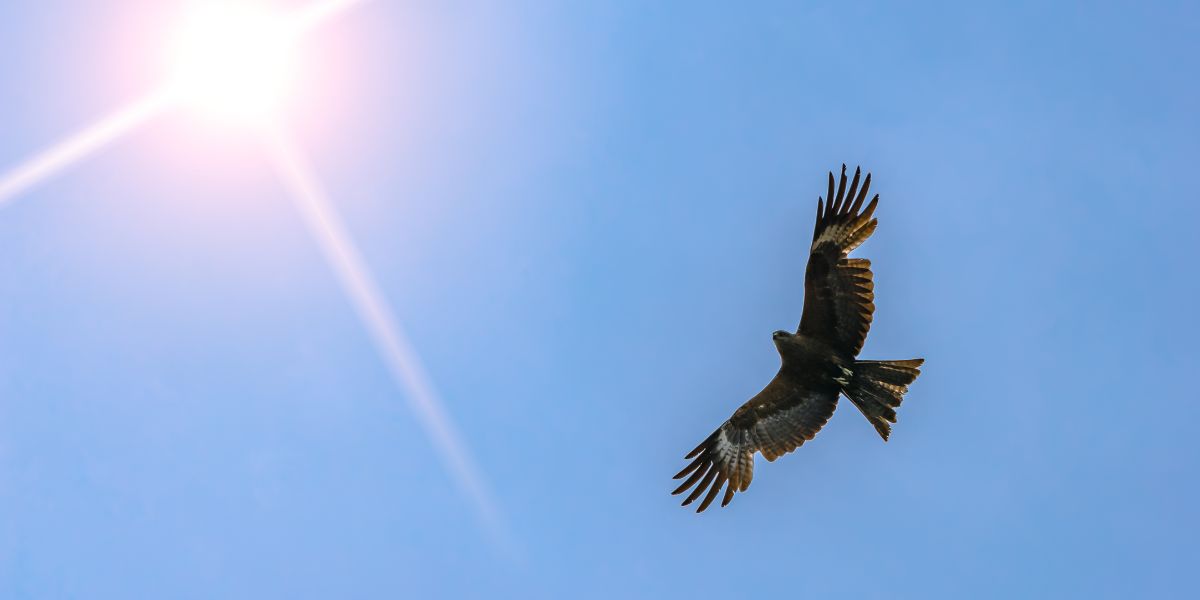 Eagle soaring in the desert sky beneath the sun