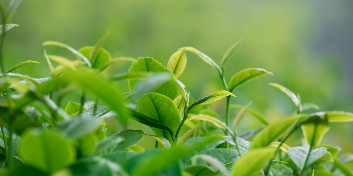 Young, growing tea leaves